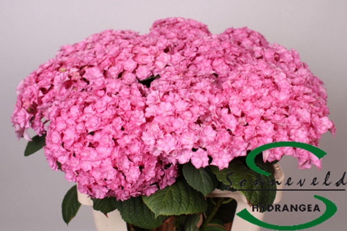 <h4>HYDRANGEA  'BEAUTENSIA LUXOR ROSE'</h4>