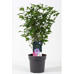 Hibiscus syriacus