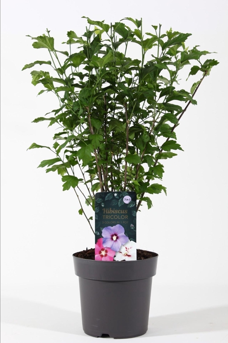 <h4>Hibiscus syriacus</h4>
