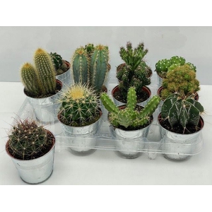 Cactus gemengd