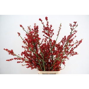 AUTUMN BERRY 140CM