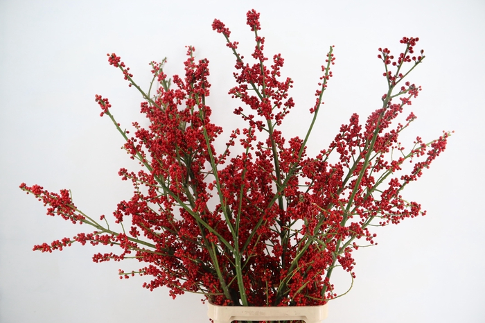 <h4>AUTUMN BERRY 140CM</h4>