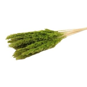 Bunch Fluffy Pampas  Slv 70g L75