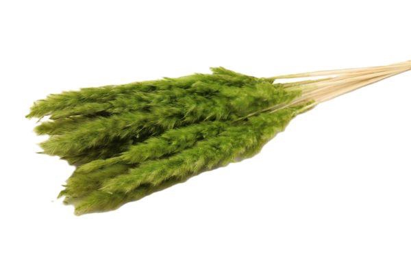 Bunch Fluffy Pampas  Slv 70g L75