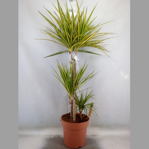 Dracaena marg. 'Sunray'