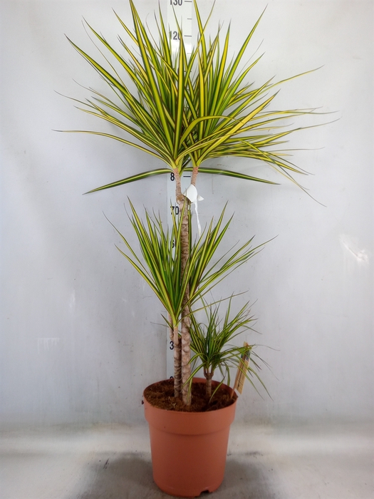 <h4>Dracaena marg. 'Sunray'</h4>