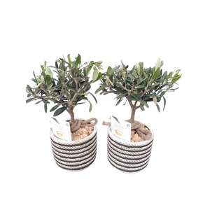 Arr.   Kamerplant Groen L%