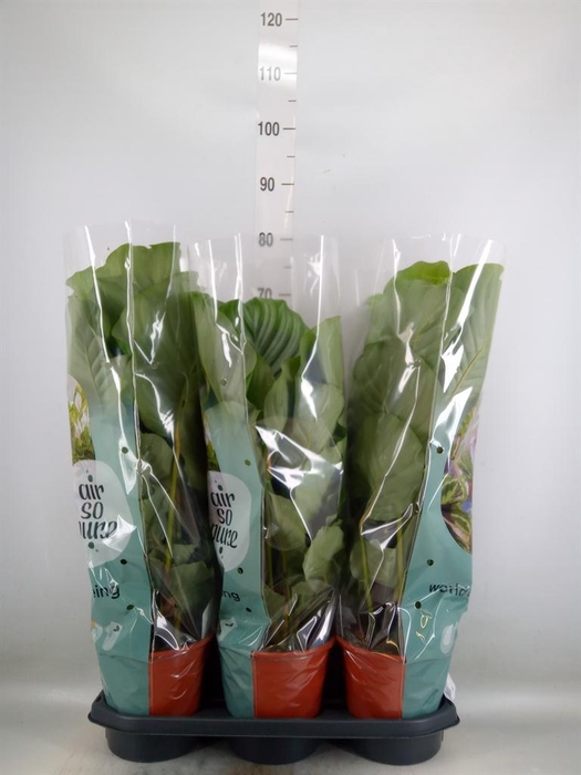 <h4>Calathea orbifolia</h4>