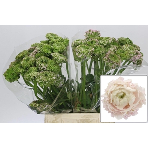 RAN PON PON HERMIONE