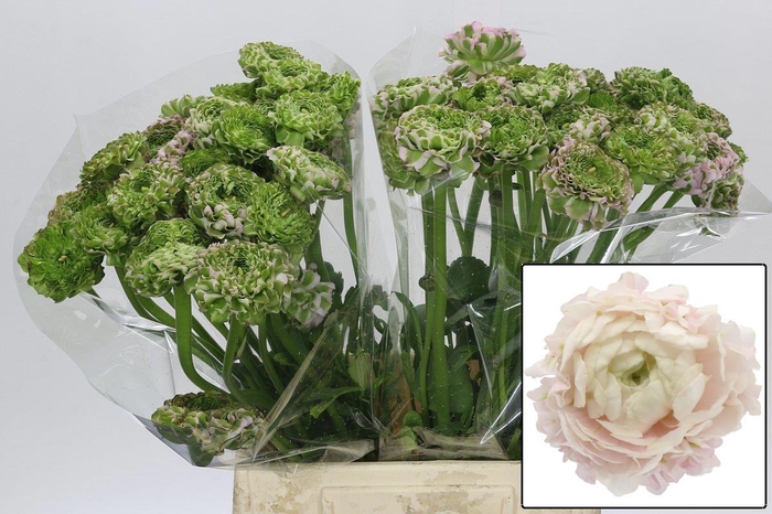 <h4>RAN PON PON HERMIONE</h4>