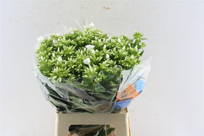 Phlox Whitecap
