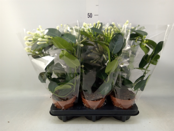 <h4>Stephanotis floribunda   ...</h4>