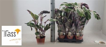 <h4>Calat Fusion White</h4>