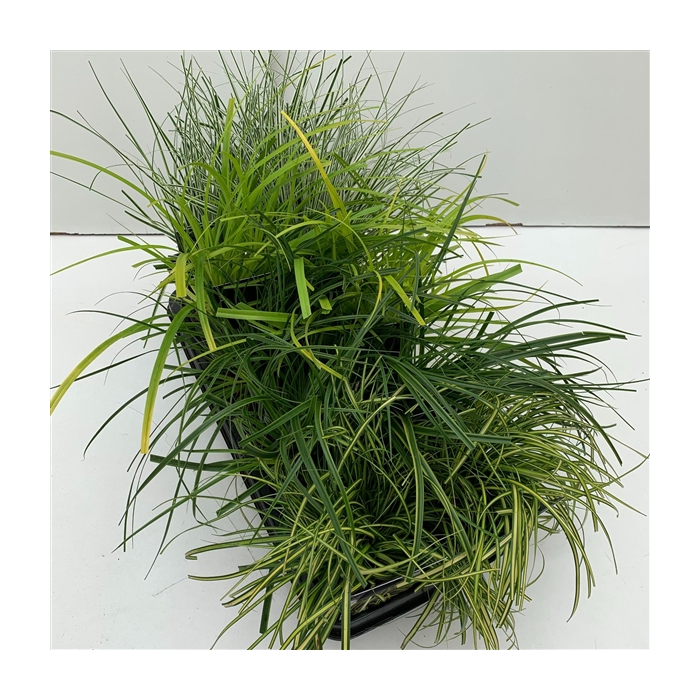 <h4>Carex mix in tray</h4>