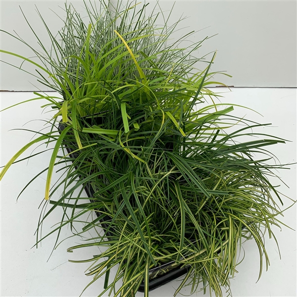 Carex mix in tray