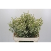 Chamelaucium Ofir