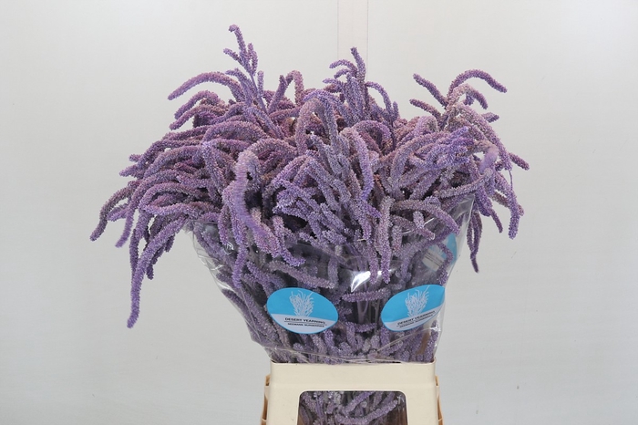<h4>Amaranthus Yearming Desert Milka</h4>