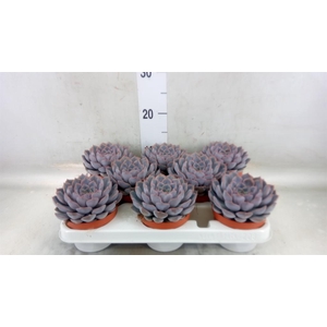 Echeveria  'Orion'