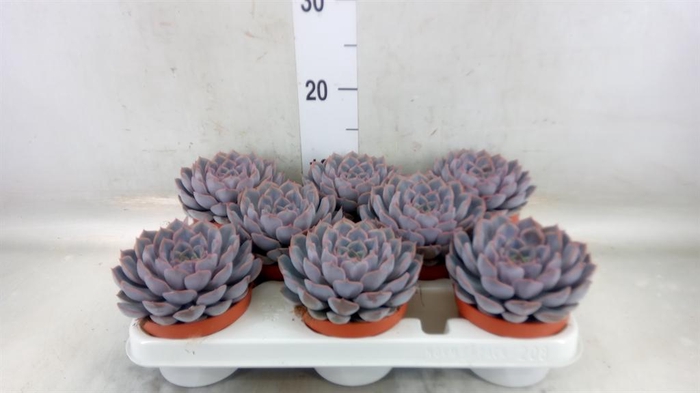 <h4>Echeveria  'Orion'</h4>