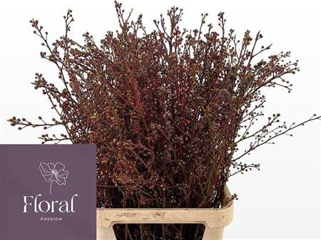 <h4>Litsea Red P Stem</h4>