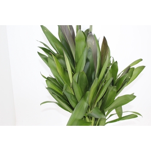 FOLHAGEM DRACENA POA
