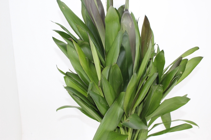 <h4>FOLHAGEM DRACENA POA</h4>