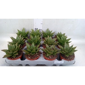 Gasteria