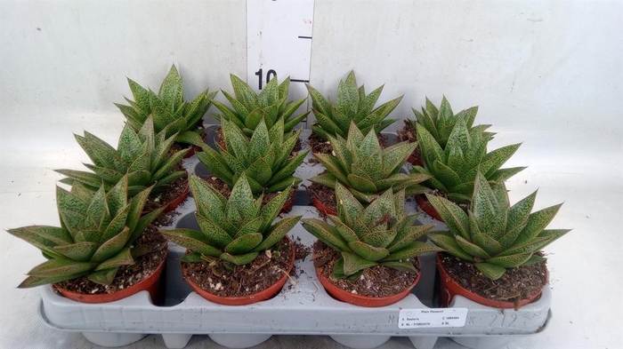 <h4>Gasteria</h4>