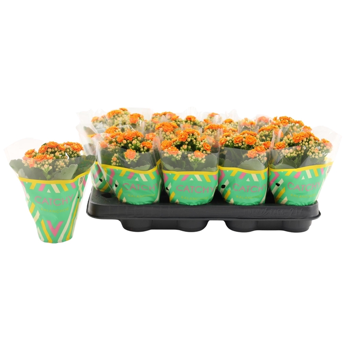 <h4>Kalanchoe Double Orange</h4>