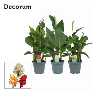 Canna Mix (Decorum)