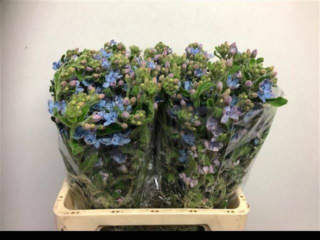 <h4>OXY CO TAN PURE BLU</h4>