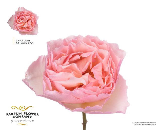 <h4>Rosa la garden charlene de monaco</h4>