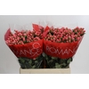 Hypericum Sweet Romance