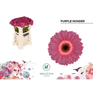 Germini Purple Wonder Water x80