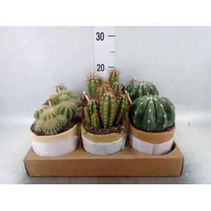 Cactus   ...mix