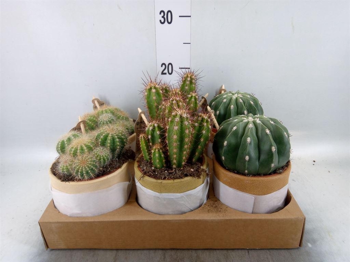 <h4>Cactus   ...mix</h4>