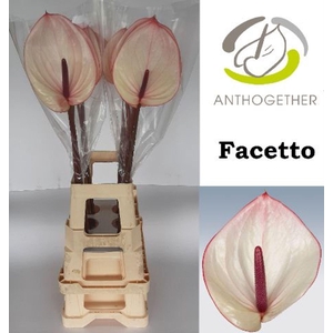 Anthurium andr. 'Facetto'