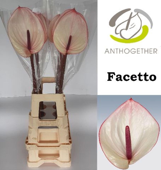 <h4>Anthurium andr. 'Facetto'</h4>