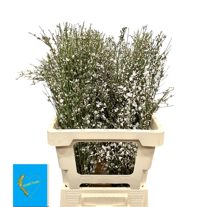 <h4>GEN OV WIT BS</h4>