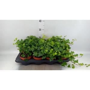 Hedera helix 'Pittsburgh'