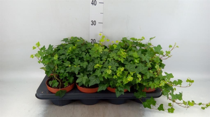 <h4>Hedera helix 'Pittsburgh'</h4>