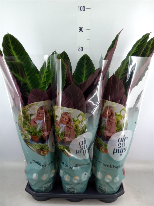 <h4>Calathea warscewiczii</h4>