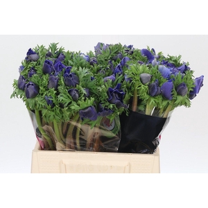 Anemone Mistral Plus Blue