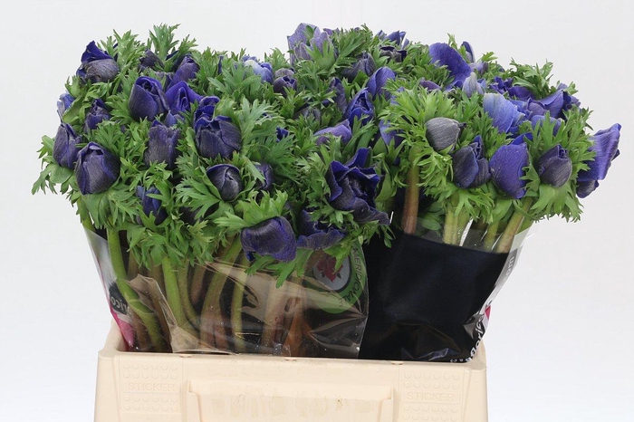 <h4>Anemone Mistral Plus Blue</h4>