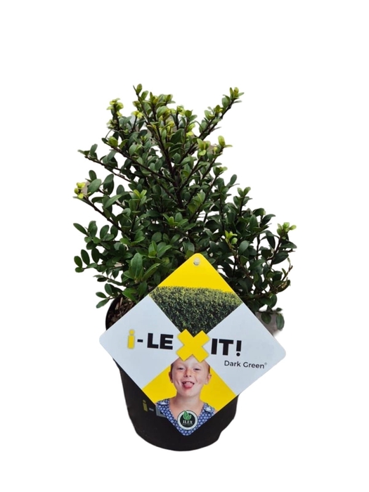 <h4>Ilex crenata 'Dark Green' bush 20-30cm</h4>