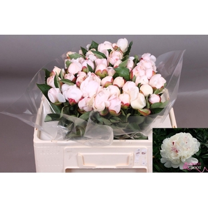 PAEO L FESTIV MAXIMA