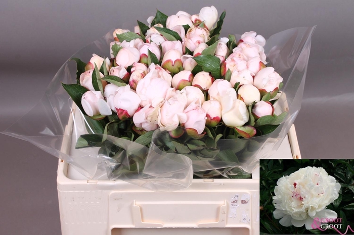 <h4>PAEO L FESTIV MAXIMA</h4>