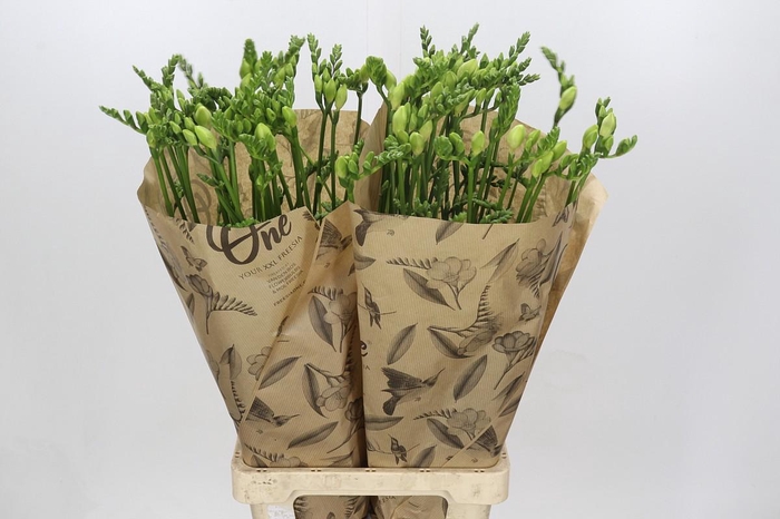 Freesia One White XXL