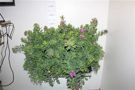 <h4>Polyga Myrtifolia</h4>
