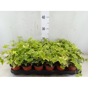Hedera helix 'Goldchild'